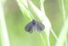 Epichnopterix plumella